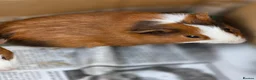 Guinea Pig rodents for sale: Male Guinea Pig Babies - Advert 1