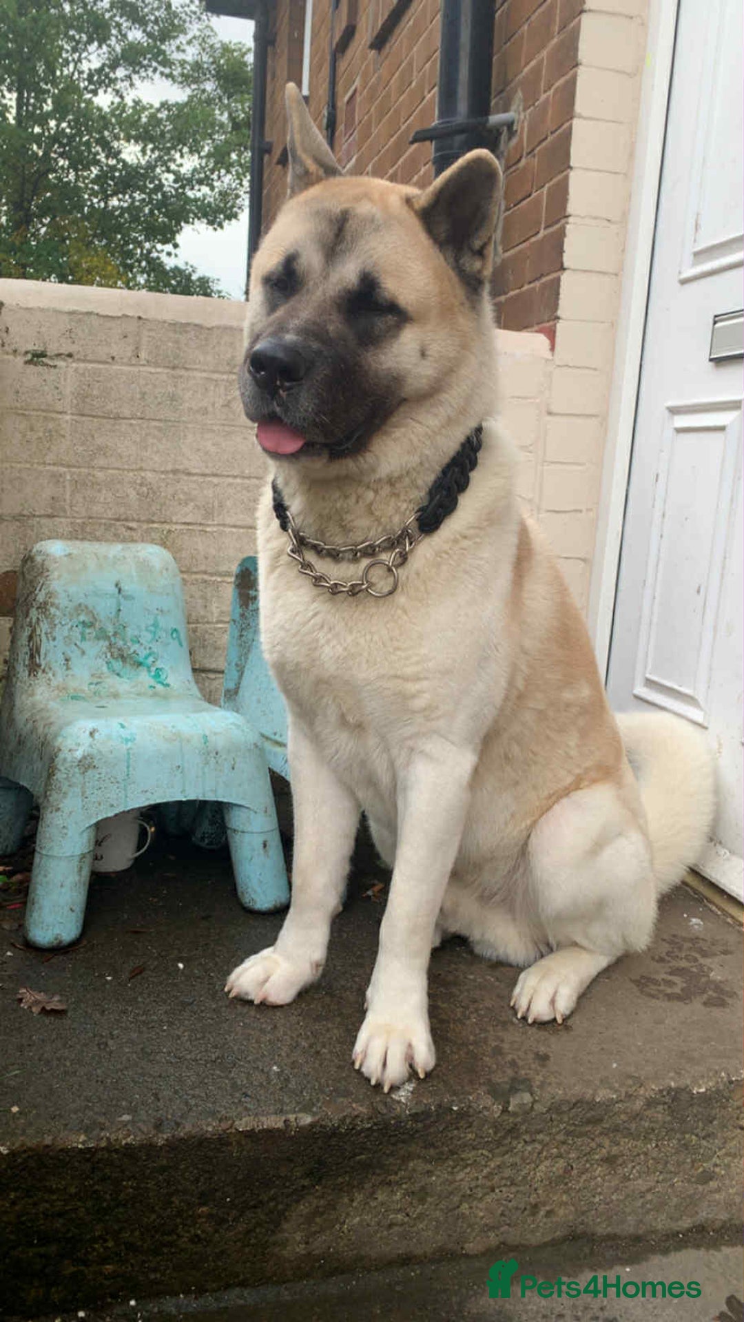 Akita dogs for sale: American Akita  - Advert 3