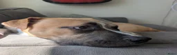 Mixed Breed dogs for sale: Theo. in Tamworth - Advert 8