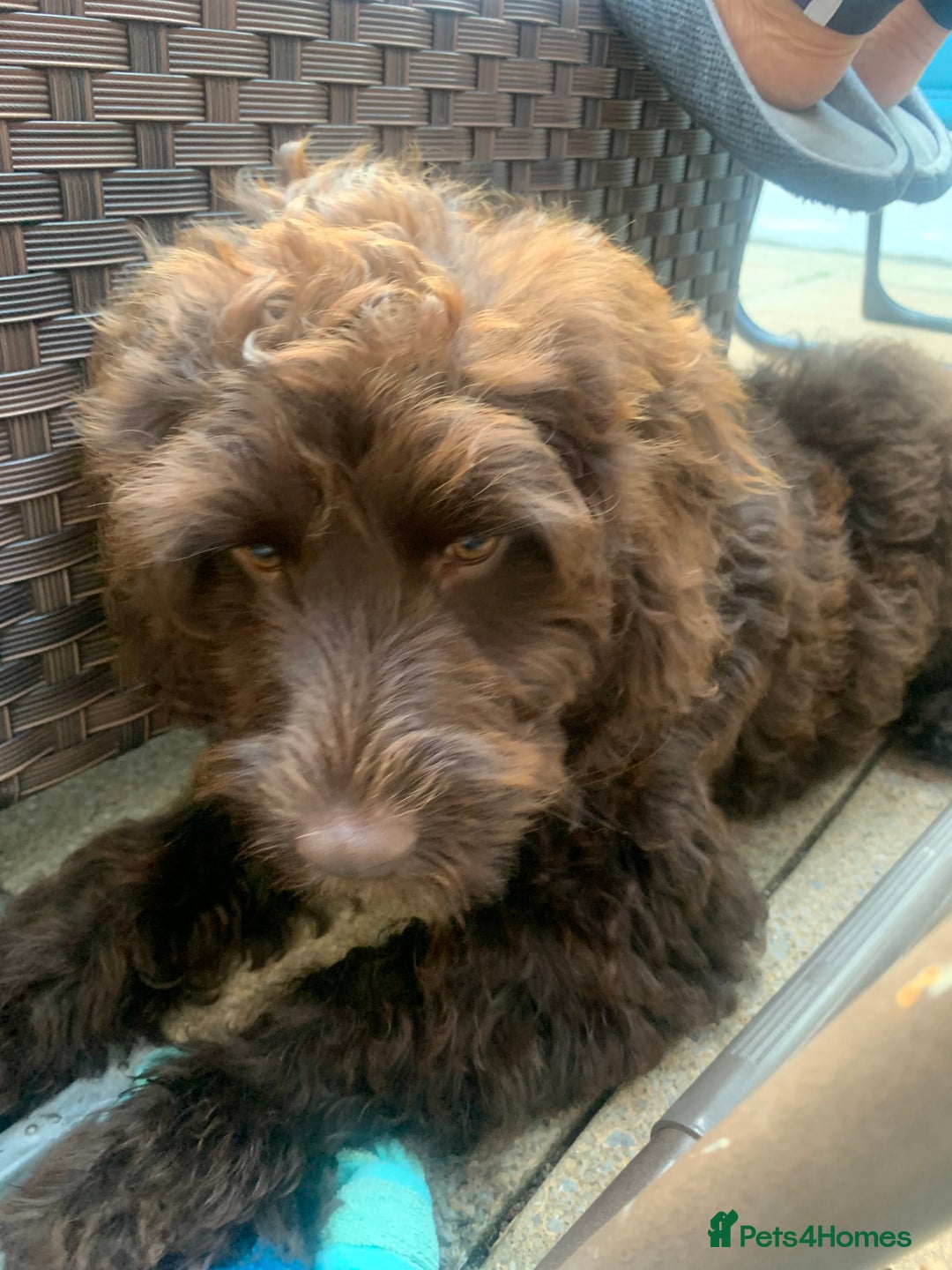 Cockapoo dogs for sale: 1 year old male cockapoo  - Advert 7