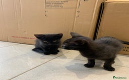 Bengal cats for sale: Bengal cross kittens - Image 3