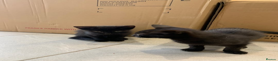 Black kittens 
