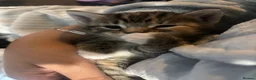 Mixed Breed cats for sale: Kittens for sale to good homes  - Advert 5