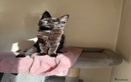 Maine Coon cats for sale: Pedigree GCCF Russian Import line Maine Coons - Image 26