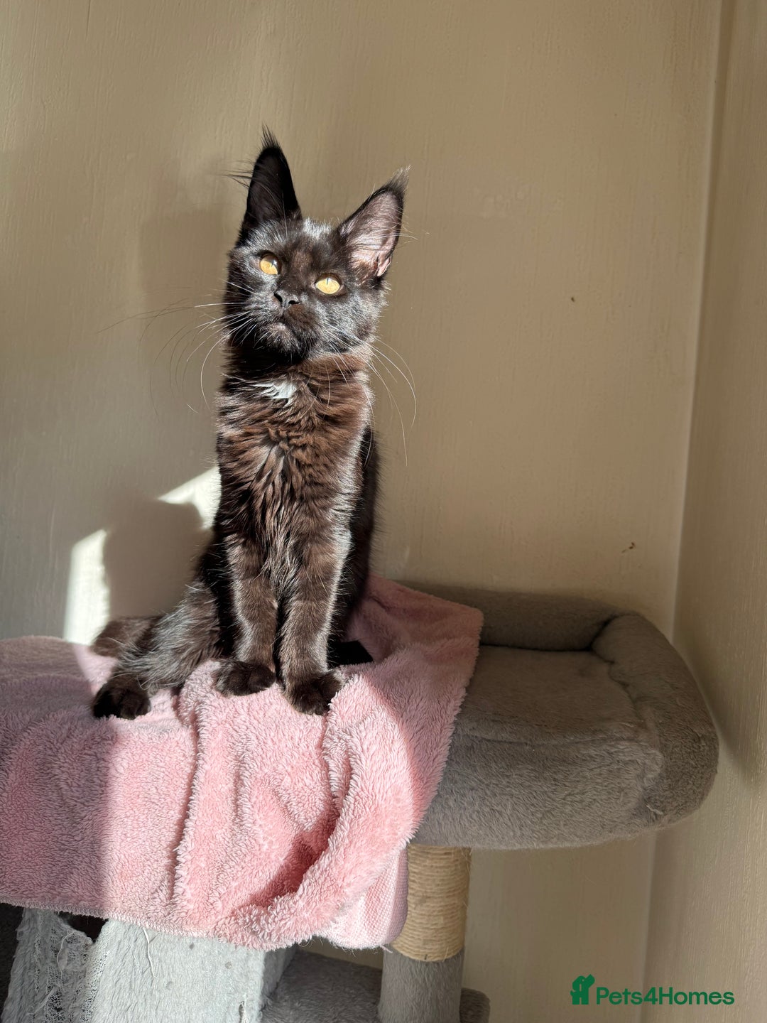 Maine Coon cats for sale: Pedigree GCCF Russian Import line Maine Coons - Image 26