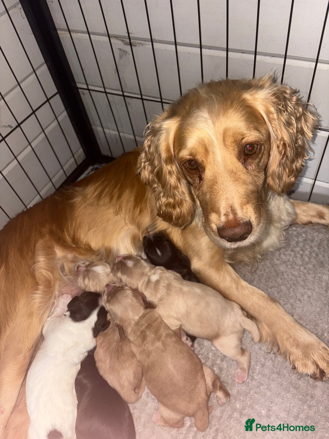 Cocker Spaniel dogs for sale: KC FTCH working cocker spaniel puppy’s  - Image 1