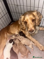 Cocker Spaniel dogs - Advert 12