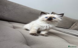 Ragdoll cats for sale: Beautiful Ragdolls READY NOW 💙 - Image 3