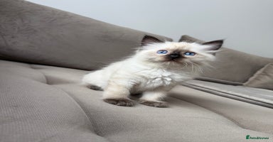 Ragdoll cats - Advert 4
