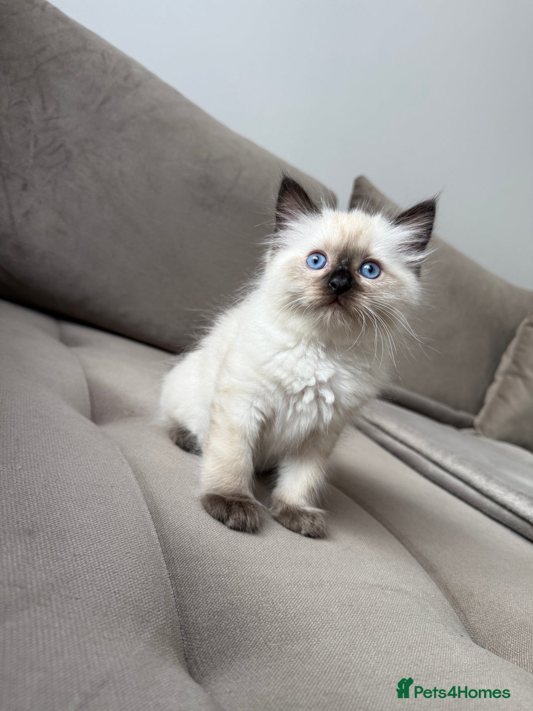 Ragdoll cats for sale: Beautiful Ragdolls READY NOW 💙 - Image 3