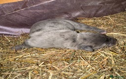 Cane Corso dogs for sale: Cane corso puppy’s. - Image 8