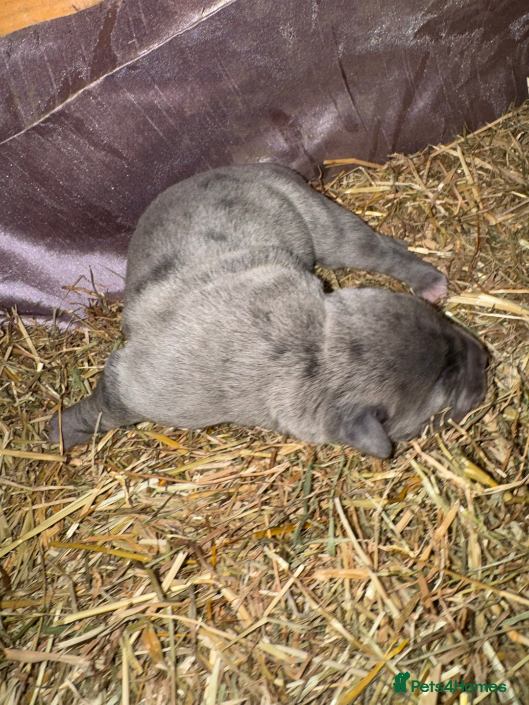 Cane Corso dogs for sale: Cane corso puppy’s. - Image 8