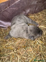 Cane Corso Puppy 3