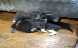 British Shorthair cats for sale: Grey British shorthair kittens seeking homes - Image 3