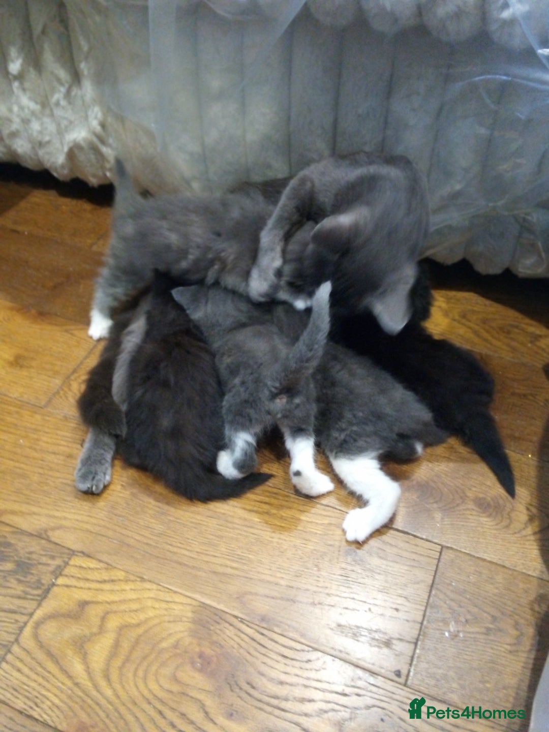 British Shorthair cats for sale: Grey British shorthair kittens seeking homes - Image 3
