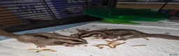 Sugar Glider rodents for sale: Sugar gliders  in Trowbridge - Advert 9