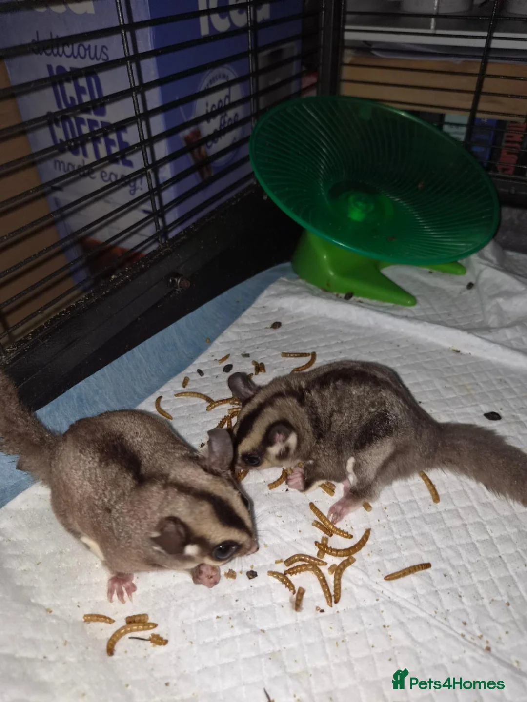 Sugar Glider rodents for sale: Sugar gliders  in Trowbridge - Advert 9