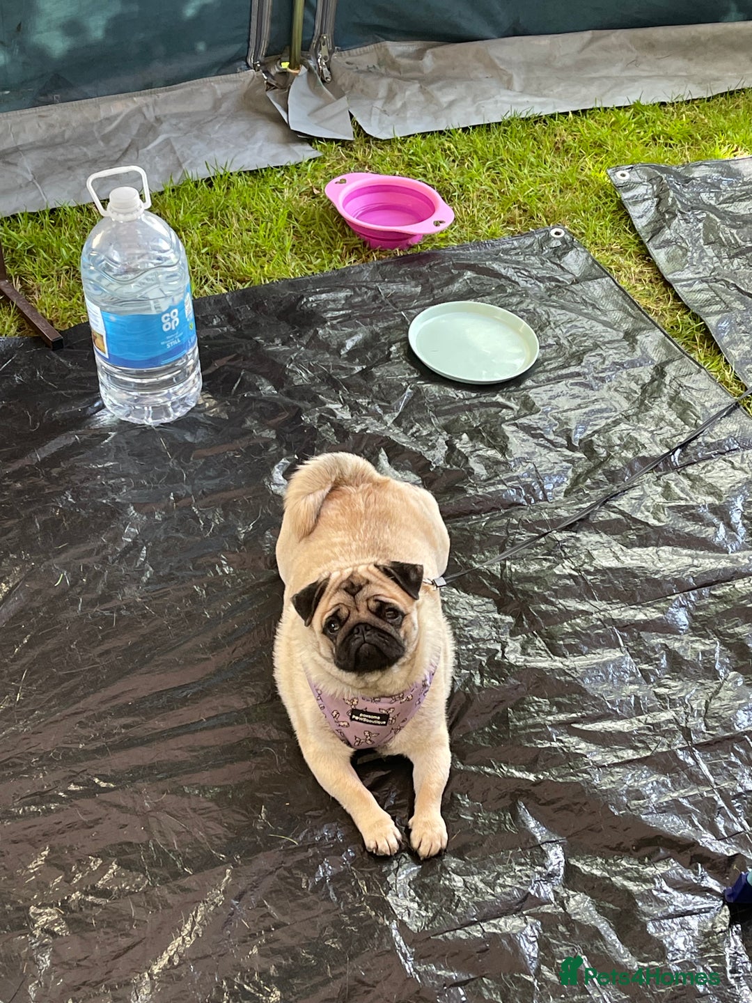 Pug dogs for sale: Grown up pug - Advert 10