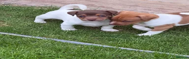 Jack Russell 2