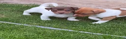 Jack Russell dogs for sale: 🐾 Traditional short legged Jack Russel puppy’s 🐾 - Advert 16