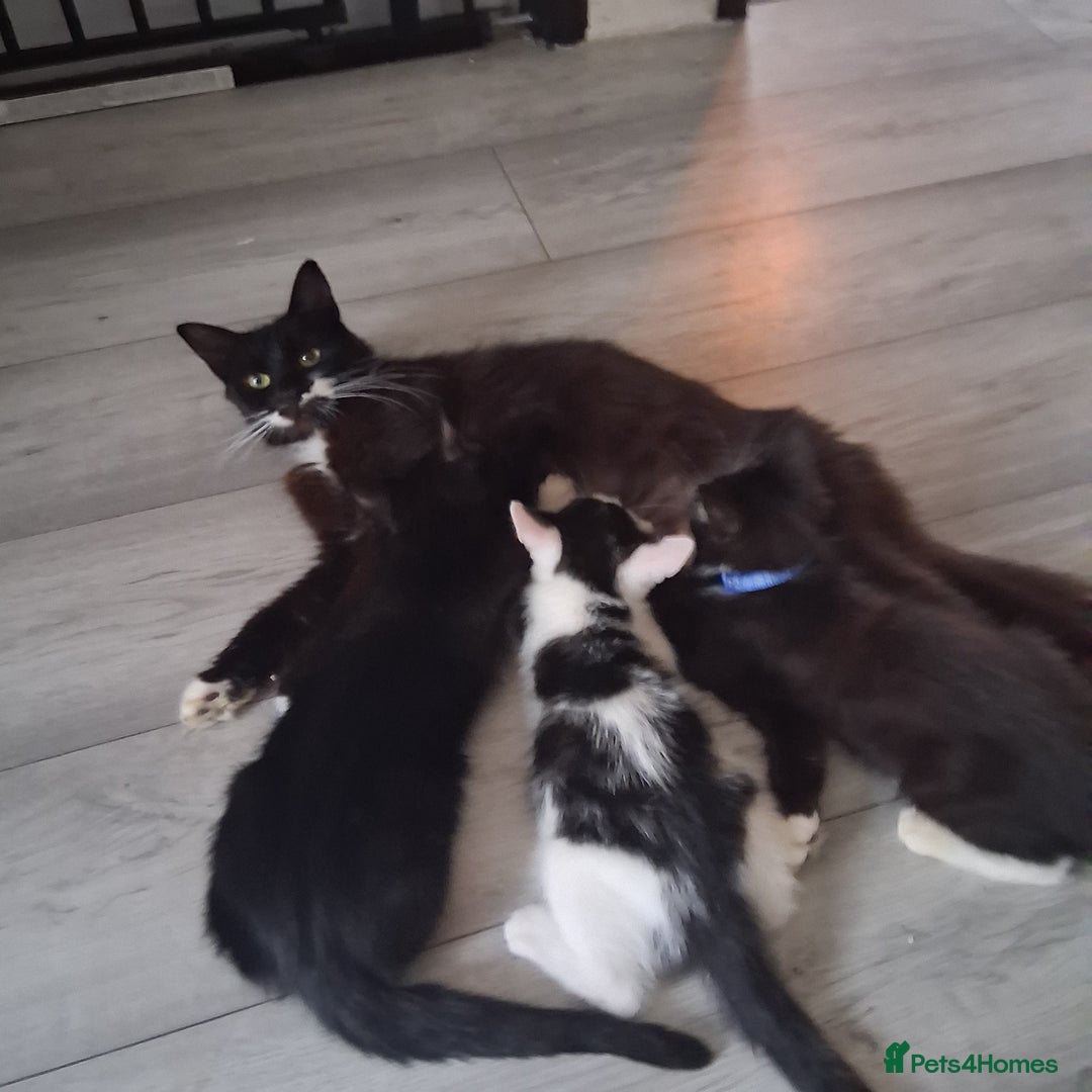 Mixed Breed cats for sale: 3 wonderful kittens - Image 2