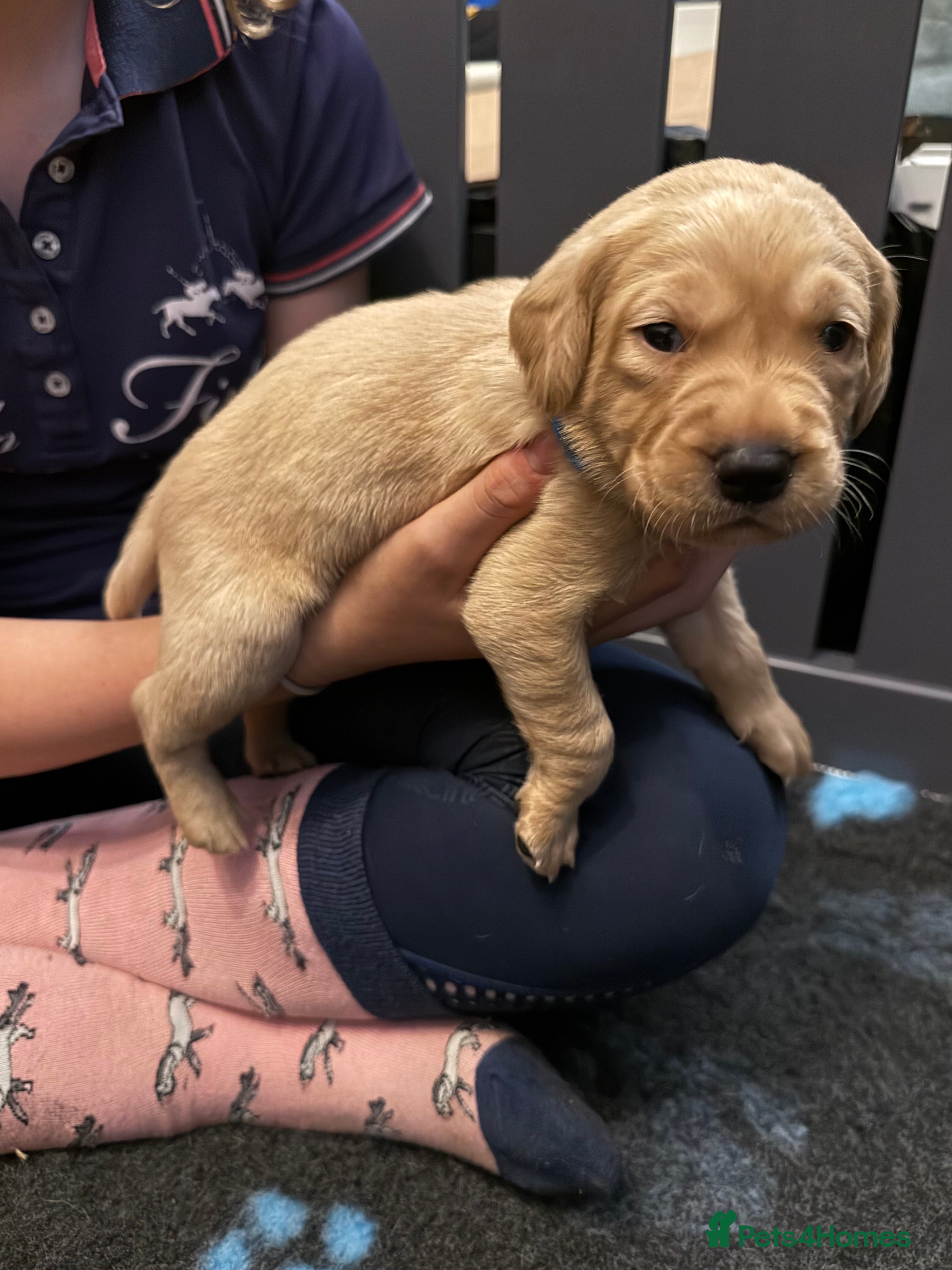 Labrador Retriever dogs Beautiful KC Registered Labrador Puppies  - Advert 2