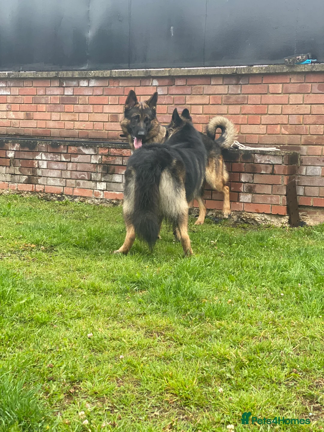 German Shepherd dogs for stud: Morgan  in Wembley - Advert 8