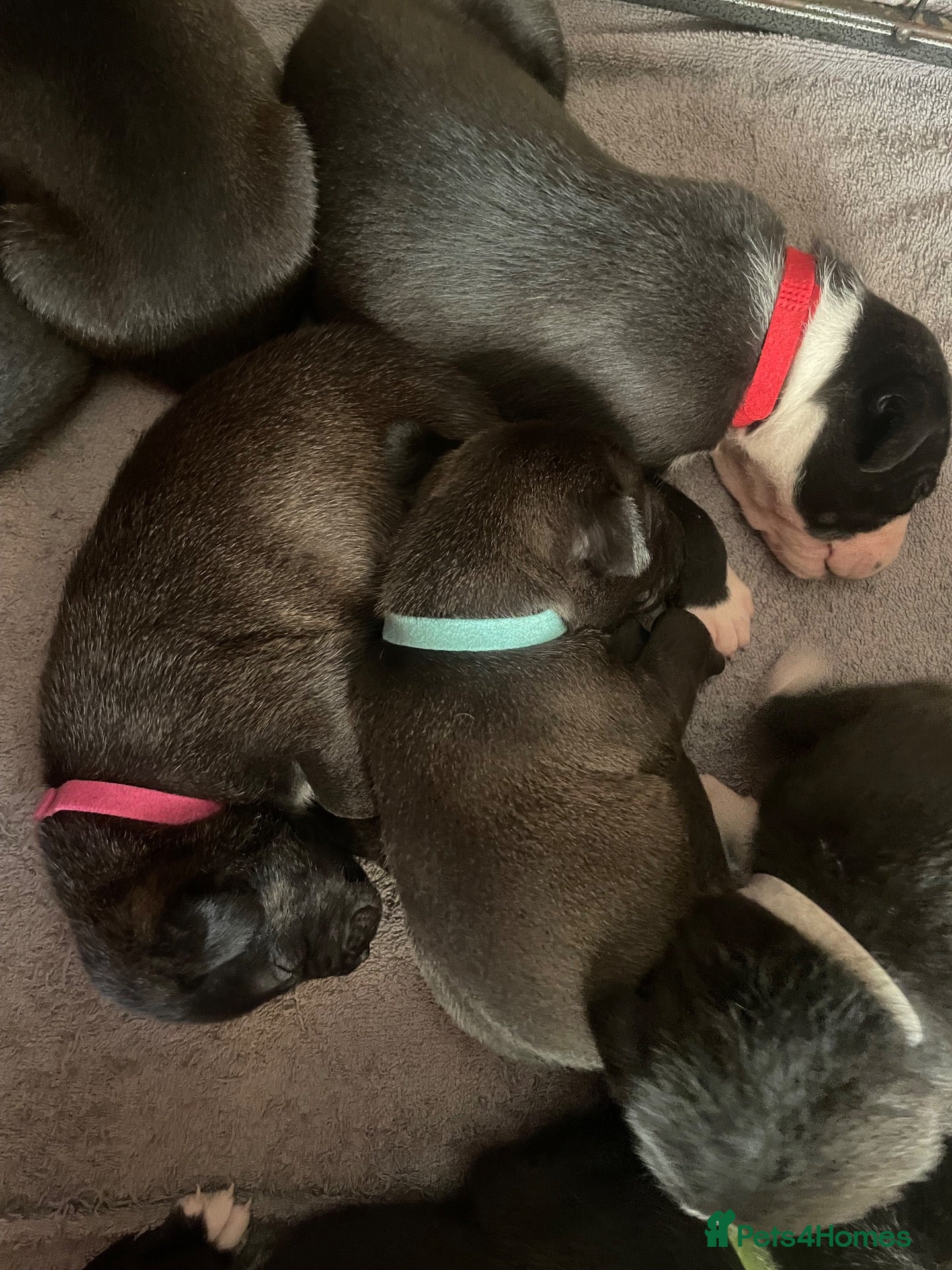 Mixed Breed dogs Beautiful Staffy x Border Collie pups for sale  - Advert 1