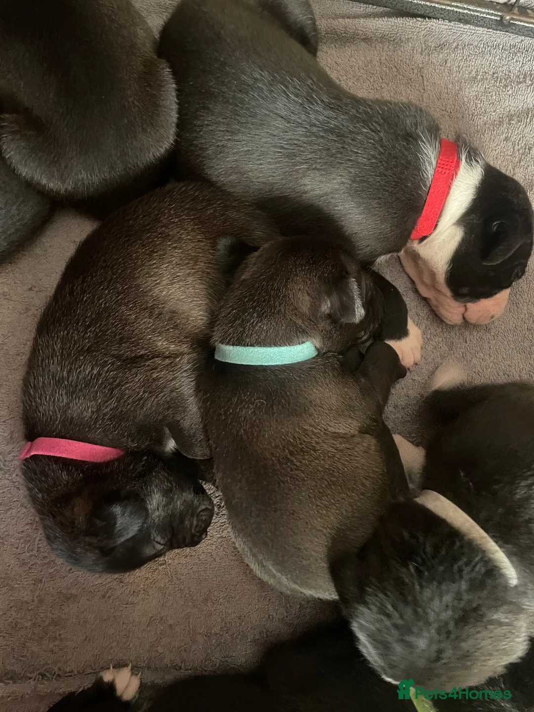 Mixed Breed dogs for sale: Beautiful Staffy x Border Collie pups for sale  - Advert 1