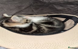 Mixed Breed cats for sale: Tabby Turkish angora - Image 1