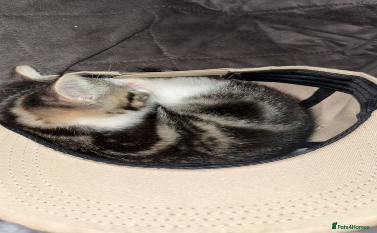 Mixed Breed cats - Advert 1