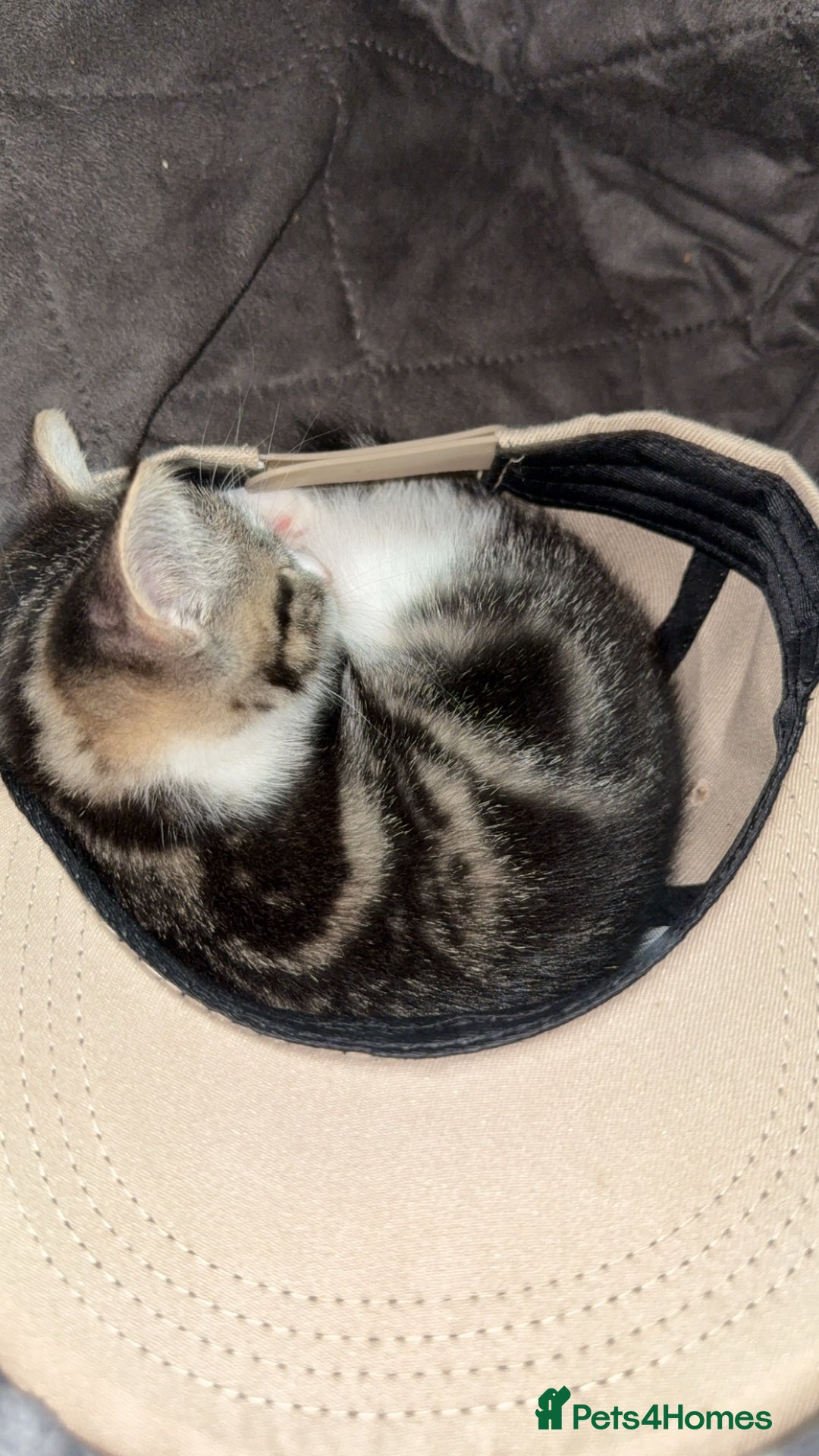 Mixed Breed cats for sale: Tabby Turkish angora - Image 1