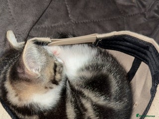 Mixed Breed cats - Advert 25