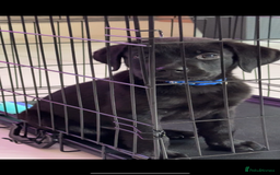 Mixed Breed dogs for sale: Puppy for sale - Image 2