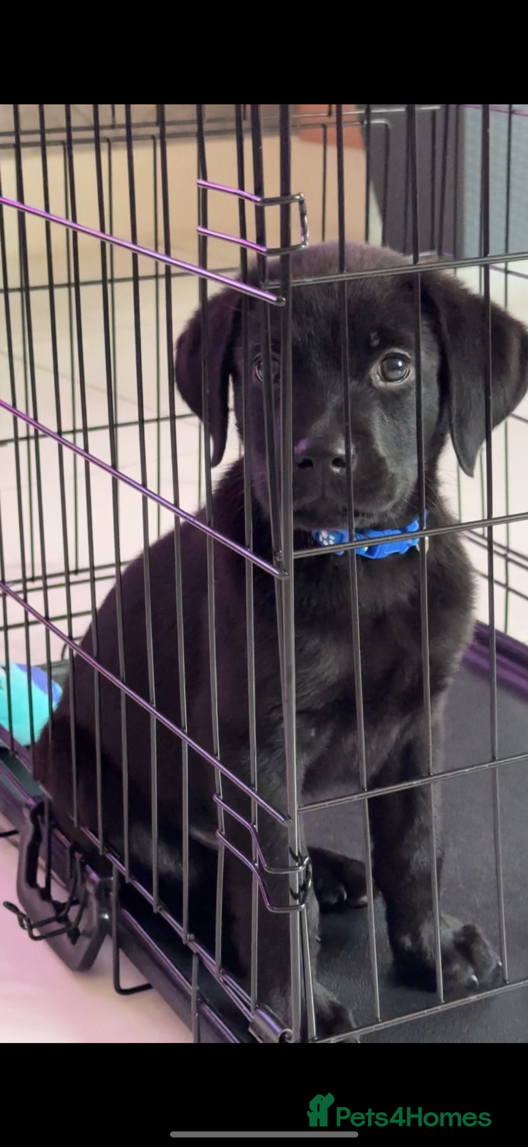 Mixed Breed dogs for sale: Puppy for sale - Image 2