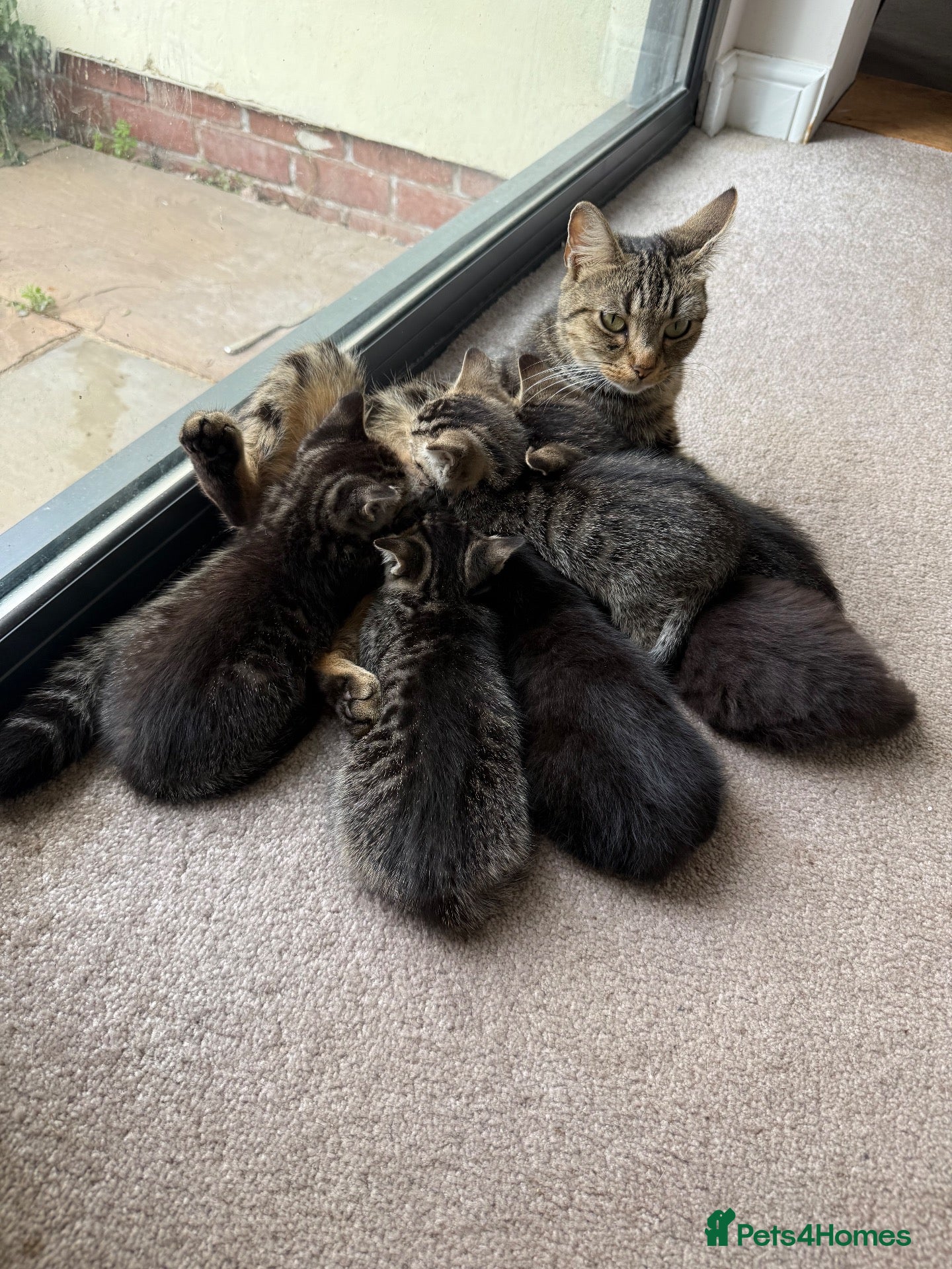 Mixed Breed cats 6 mixed breed kittens available  - Advert 4