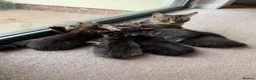 Mixed Breed cats for sale: 6 mixed breed kittens available  - Advert 1