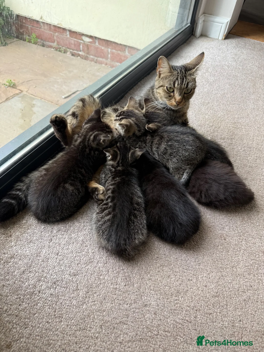 Mixed Breed cats for sale: 6 mixed breed kittens available  - Advert 1