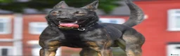Mixed Breed dogs for sale: 🔥 PH1 BULLHERDERS BREEDING 🔥 - Advert 23