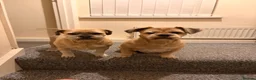 Lhasa Apso dogs for stud: Walter gorgeous Lhasa apso for stud  - Advert 4