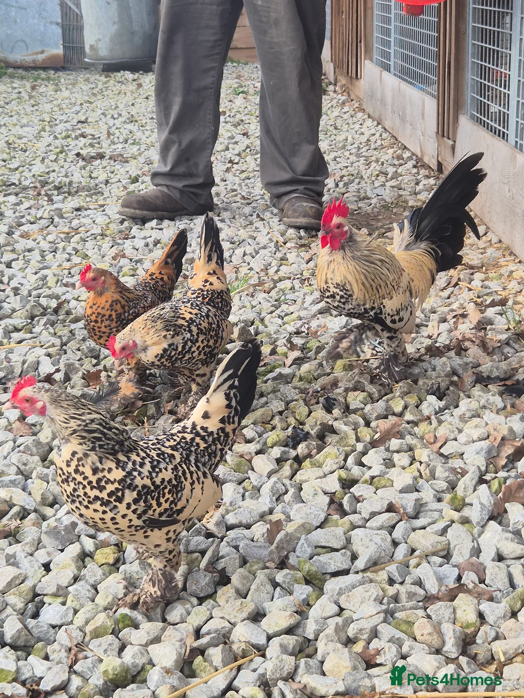 Chickens poultry for sale: 🐥Sablepoot hatching eggs and chicks available 🐥 - Advert 2