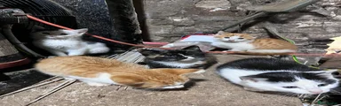 Mixed Breed 8