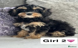 Cavapoo dogs for sale: Stunning DNA CAVAPOO puppies - Image 4