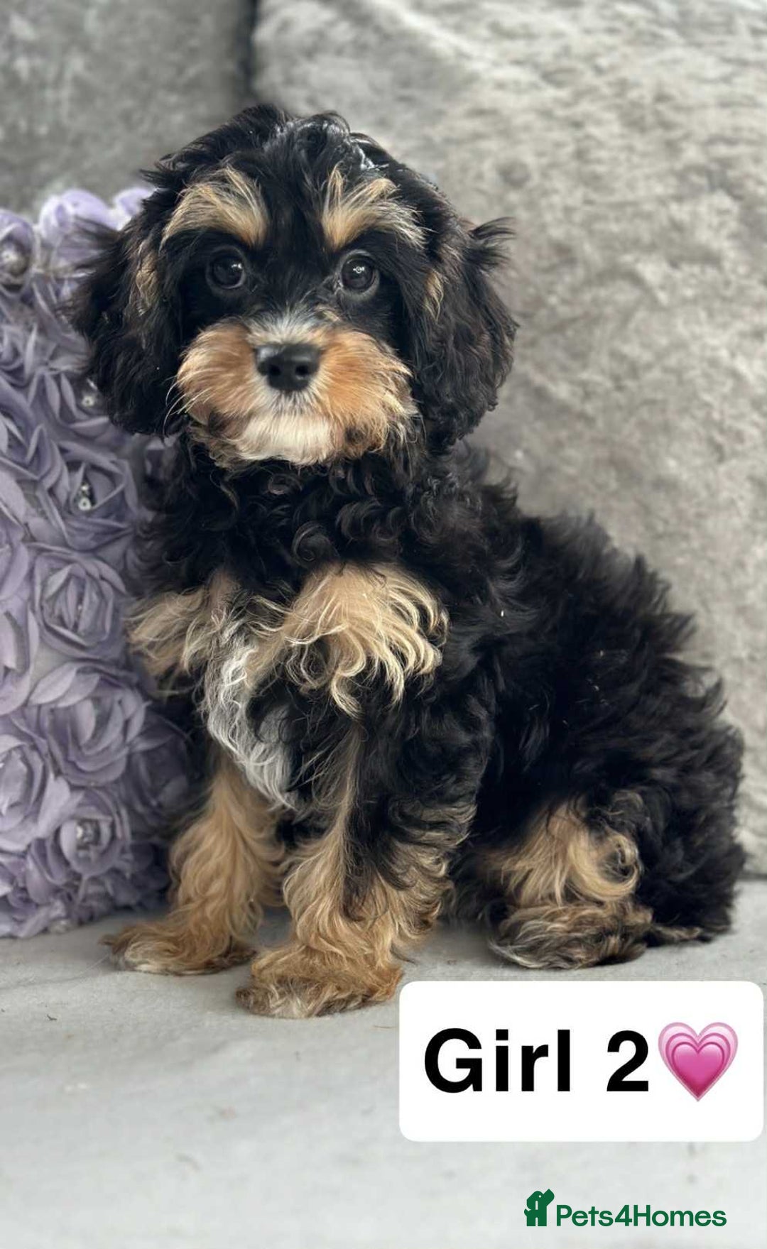 Cavapoo dogs for sale: Stunning DNA CAVAPOO puppies - Image 4