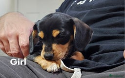 Miniature Dachshund dogs for sale: Ready boy or girl Black and tan smooth Dachshund's - Image 11