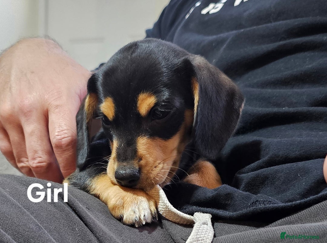 Miniature Dachshund dogs for sale: Ready boy or girl Black and tan smooth Dachshund's - Image 11