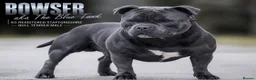 Staffordshire Bull Terrier dogs for sale: Solid Black Staff Puppies short & stocky Type  - Advert 7