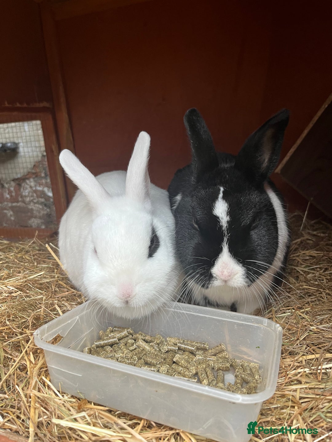 Mixed Breed rabbits for sale: Rabbit bond for sale - Advert 4