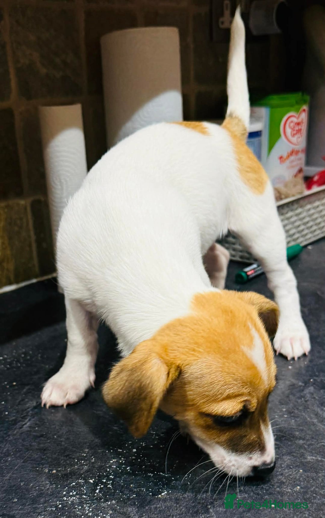 Jack Russell dogs for sale: Baby Jack Russell pups adorable  - Advert 4