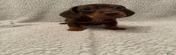 Miniature Dachshund dogs for sale: Miniature dachshund READY NOW - Advert 6